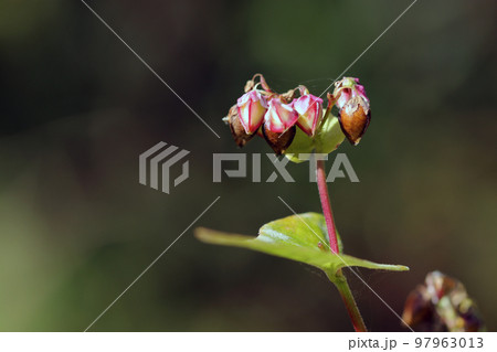 秋、花が枯れて蕎麦の実となる種へと育っていくソバ(マクロ接写撮影) 秋、花が枯れて蕎麦の実となる種へと育っていくソバ(マクロ接写撮影) 97963013