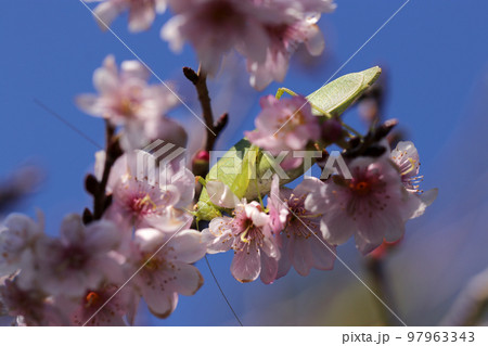 十月桜の花芽や蕾を食い荒らすヒメクダマキモドキ（昆虫マクロ接写画像） 97963343