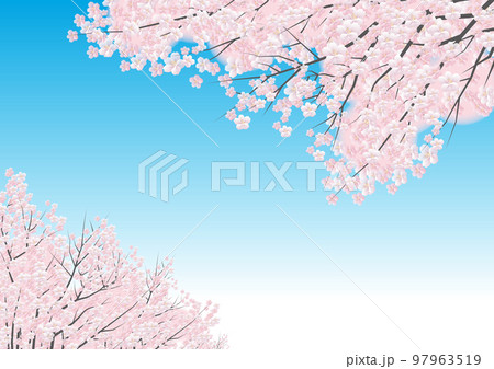 桜の花　背景素材 97963519