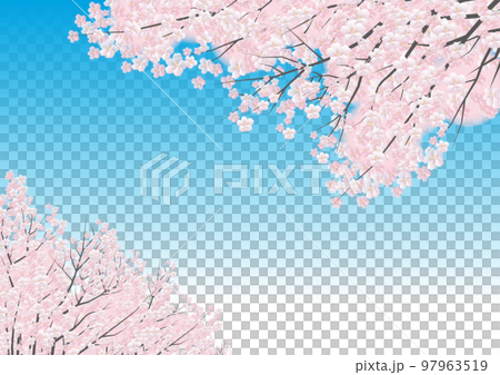 桜の花　背景素材 97963519