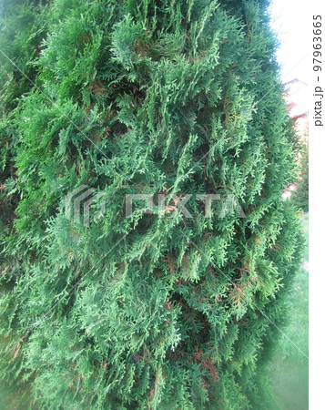The green fern and grass in the deciduous forest The green fern and grass in the deciduous forest 97963665