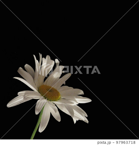 One white chamomile on a black background 97963718
