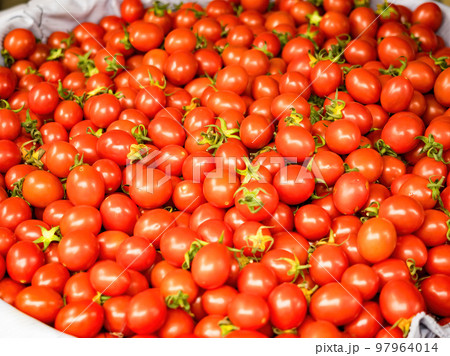 Fresh cherry tomato texture background. Fresh cherry tomato texture background. 97964014