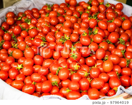 Fresh cherry tomato texture background. Fresh cherry tomato texture background. 97964019