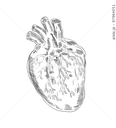 Heart Anatomy Drawing Black and White Isolated 97964051