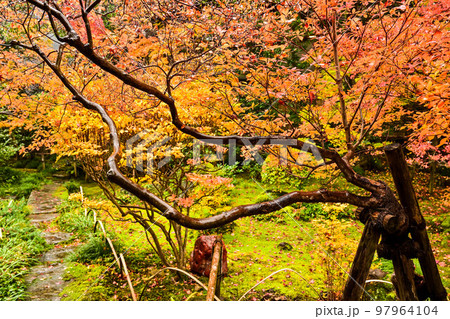 寺島蔵人邸の紅葉 寺島蔵人邸の紅葉 97964104