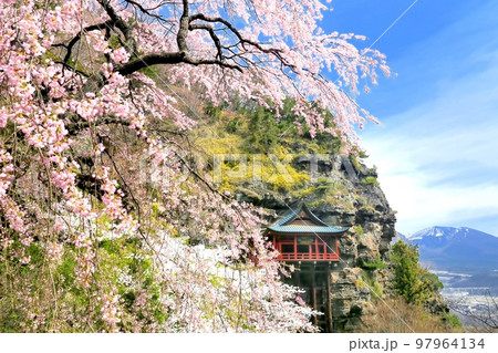 布引観音の桜 97964134