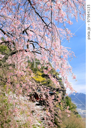 布引観音の桜 97964135