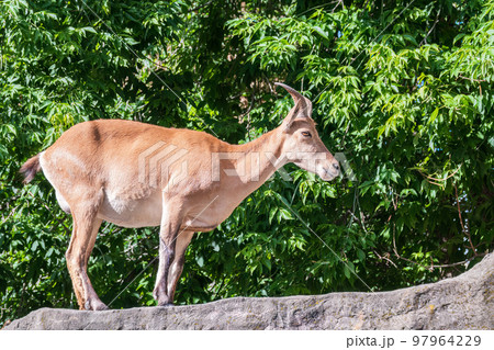 East caucasian tur, female, latin name Carpa cylindricornis. 97964229