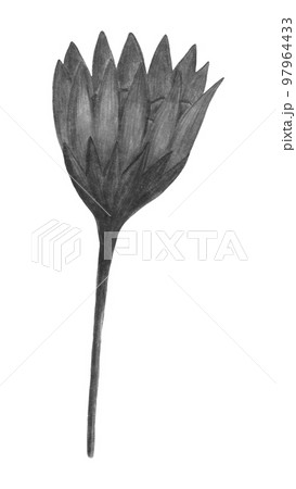 Black and White Chrysanthemum Isolated on White Background. Chrysanthemum Flower Element Drawn by Pencil. 97964433