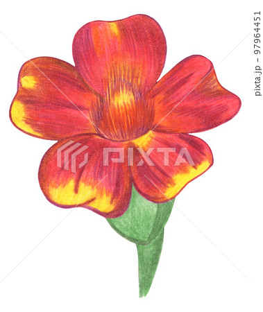 Red Marigold with Green Leaves Isolated on White Background. Marigold Flower Element Drawn by Colored Pencil. Red Marigold with Green Leaves Isolated on White Background. Marigold Flower Element Drawn by Colored Pencil. 97964451