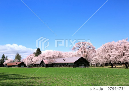 長野牧場の桜 長野牧場の桜 97964734