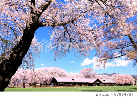 長野牧場の桜 長野牧場の桜 97964737