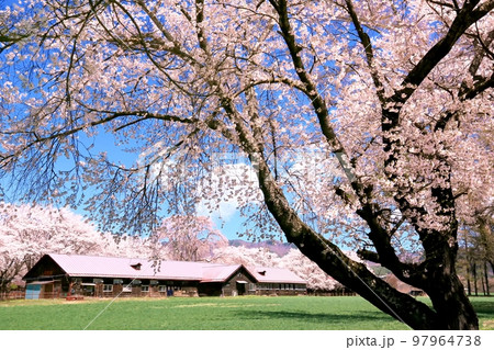 長野牧場の桜 長野牧場の桜 97964738