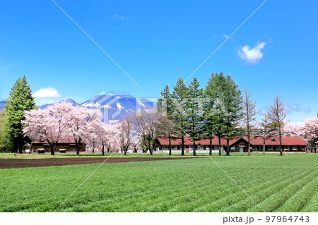 長野牧場の桜 長野牧場の桜 97964743