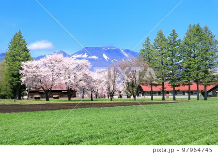 長野牧場の桜 97964745