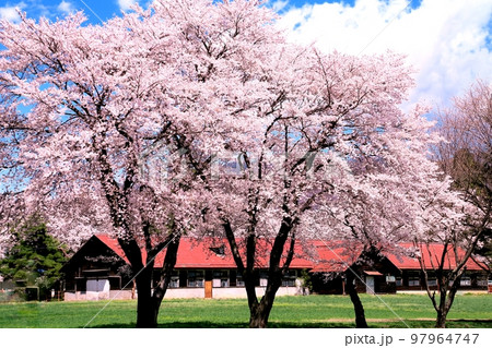 長野牧場の桜 長野牧場の桜 97964747