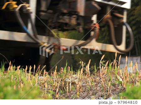 鉄道線路脇の土手で春の訪れを感じる「つくし」 鉄道線路脇の土手で春の訪れを感じる「つくし」 97964810