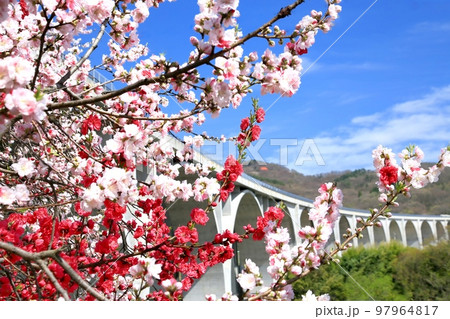 上田ローマン橋とハナモモ 上田ローマン橋とハナモモ 97964817