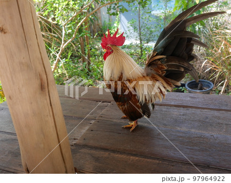 Bantam chicken is standing on wooden table, Black with brown and orange color stripes of of the feathers on the rooster body, Thailand 97964922