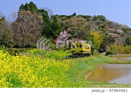 春の千葉いすみ鉄道 西畑駅付近の満開菜の花と田畑に囲まれて走行するローカル列車(いすみ350形) 春の千葉いすみ鉄道 西畑駅付近の満開菜の花と田畑に囲まれて走行するローカル列車(いすみ350形) 97964961