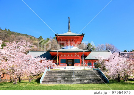 雲上殿の桜 97964979