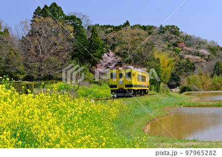 春の千葉いすみ鉄道 西畑駅付近の満開菜の花越しに田畑を走行するローカル列車(いすみ350形) 春の千葉いすみ鉄道 西畑駅付近の満開菜の花越しに田畑を走行するローカル列車(いすみ350形) 97965282