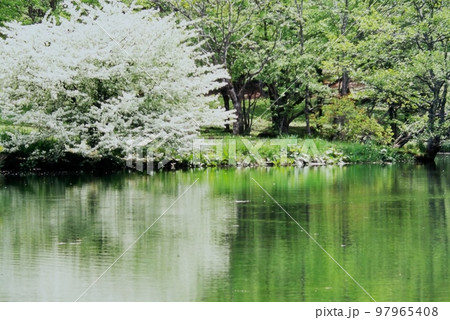 駒出池の畔に咲くズミの白い花 駒出池の畔に咲くズミの白い花 97965408