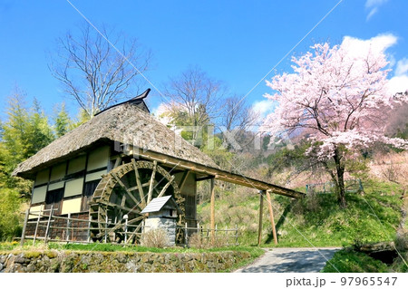 水車小屋と桜 水車小屋と桜 97965547