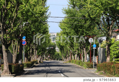 芦屋市　岩園町の並木道 97965663