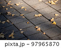 木から地面に落ちた夕日を浴びている銀杏の葉 97965870
