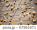木から地面に落ちた夕日を浴びている銀杏の葉 97965871