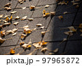 木から地面に落ちた夕日を浴びている銀杏の葉 97965872