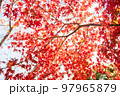 昼の太陽に照らされて赤く色づく紅葉 97965879