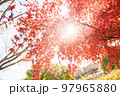 昼の太陽に照らされて赤く色づく紅葉 97965880