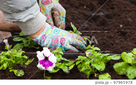 Hands of a gardener replanting petunia flower in decorative pot 97965978