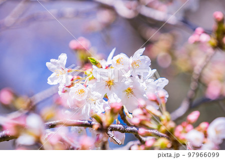 桜の花　青空 97966099