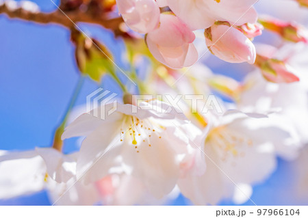 桜の花　青空 97966104