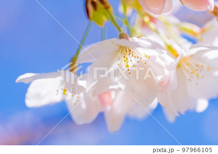 桜の花　青空 97966105