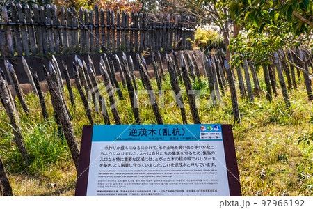 逆茂木案内板 集落防衛の柵と逆茂木（佐賀県吉野ヶ里歴史公園） 97966192