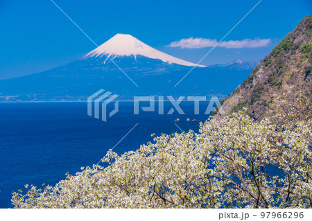 （静岡県）オオシマザクラ咲く西伊豆海岸から望む富士山 97966296
