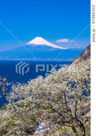 （静岡県）オオシマザクラ咲く西伊豆海岸から望む富士山 97966302