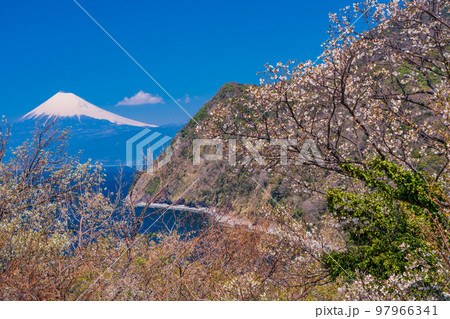 (静岡県)山桜咲く西伊豆海岸から望む富士山 (静岡県)山桜咲く西伊豆海岸から望む富士山 97966341