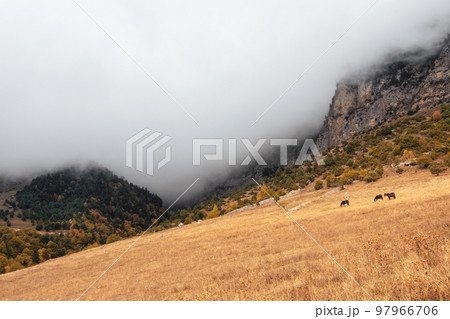 Small herd of horses on the background of a mountain peak.  Beautiful horses in an autumn meadow poses against the background of a high misty mountain. Ingushetia region. 97966706