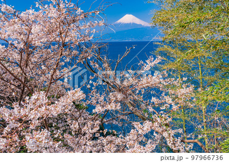 (静岡県)西伊豆の海岸線に自生する桜と富士山 (静岡県)西伊豆の海岸線に自生する桜と富士山 97966736