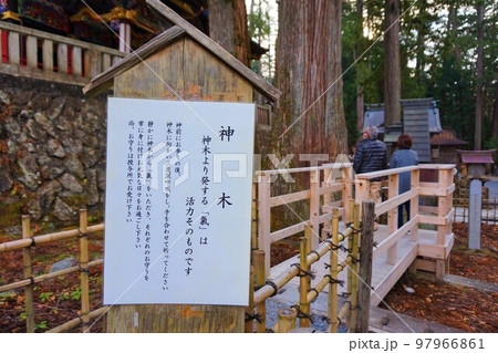 三峯神社　神社　秩父三社　神木　気　大杉　御神木　 97966861