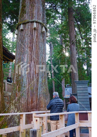 三峯神社　神社　秩父三社　神木　気　大杉　御神木　 97966862