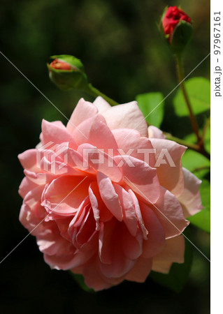 ピンクの大輪、コウシンバラ「ロサ・キネンシス」太陽光の下でマクロ撮影。 97967161