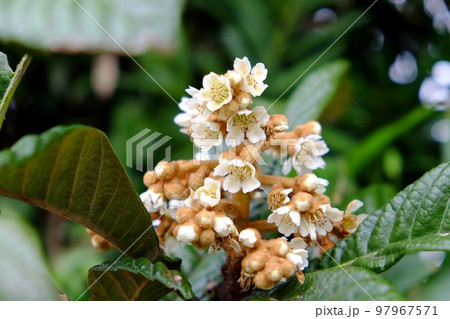 ビワの花 97967571