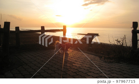 オレンジ色に染まる夕暮れの海岸と犬 オレンジ色に染まる夕暮れの海岸と犬 97967715